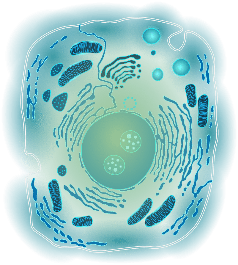 Cell structure with all organelles in green, including the core and mitochondria.