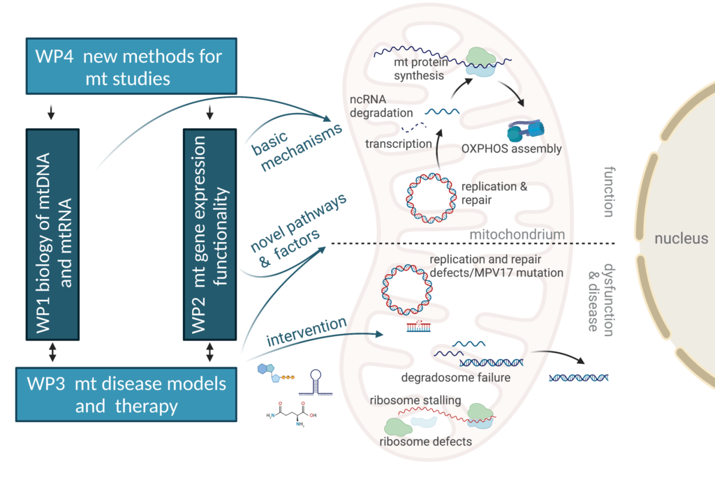 MItochondrium and different elements of teh organelle with descriptions